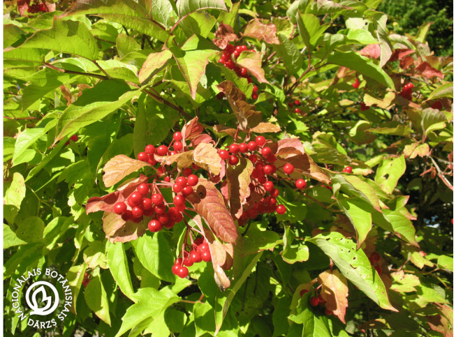 Viburnum sargentii